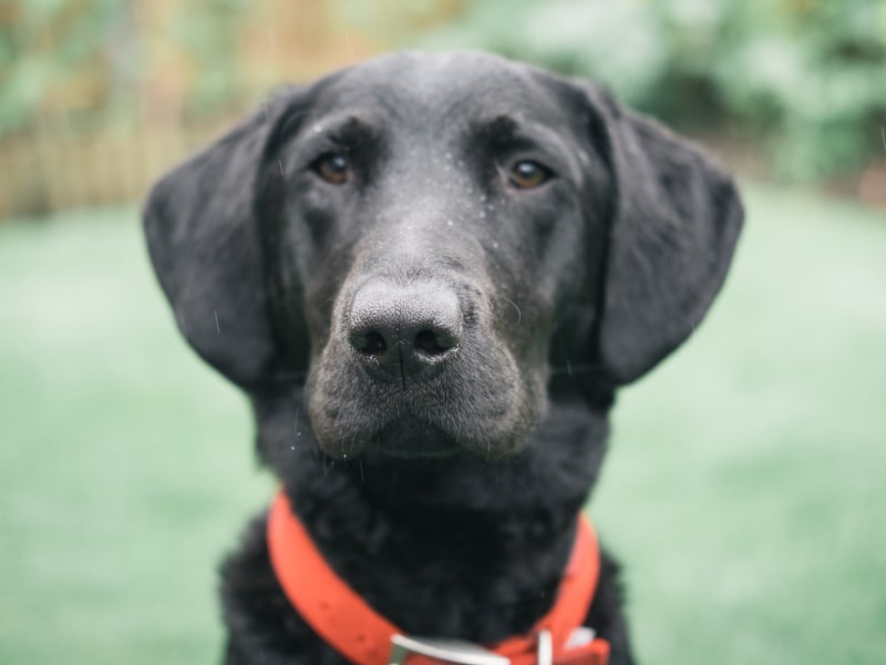 Black labrador retriever wearing a red collar in a backyard of grass.