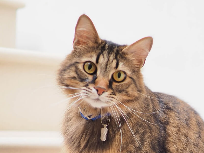 Cat tail wagging