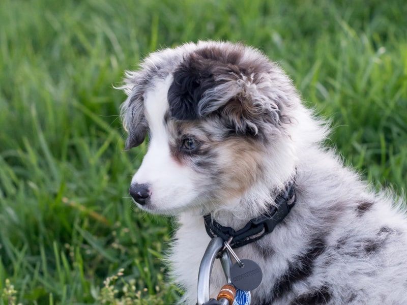 A gray, brown and white Husky puppy sits in a field of tall grass in The Dig’s article about why dogs eat grass