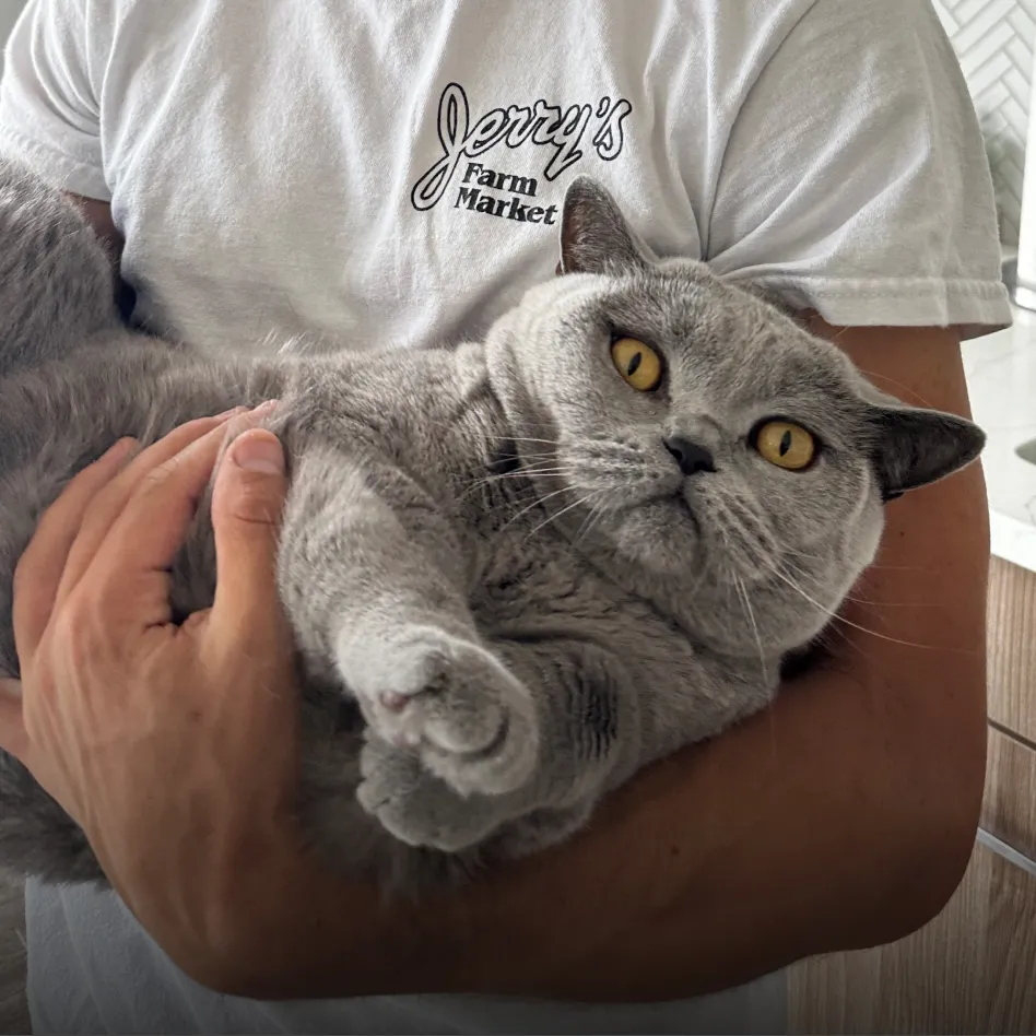 Rumple the British Shorthair cat.