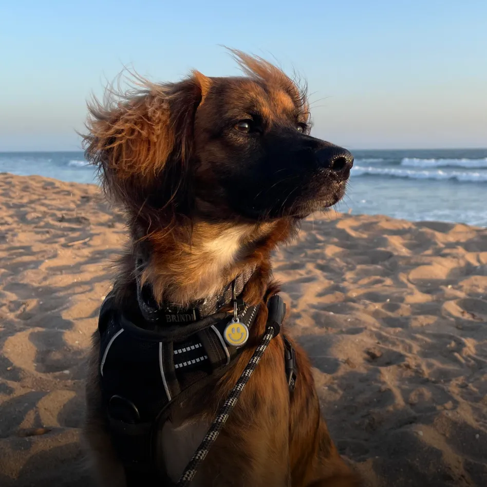 Brindi the mixed breed dog.