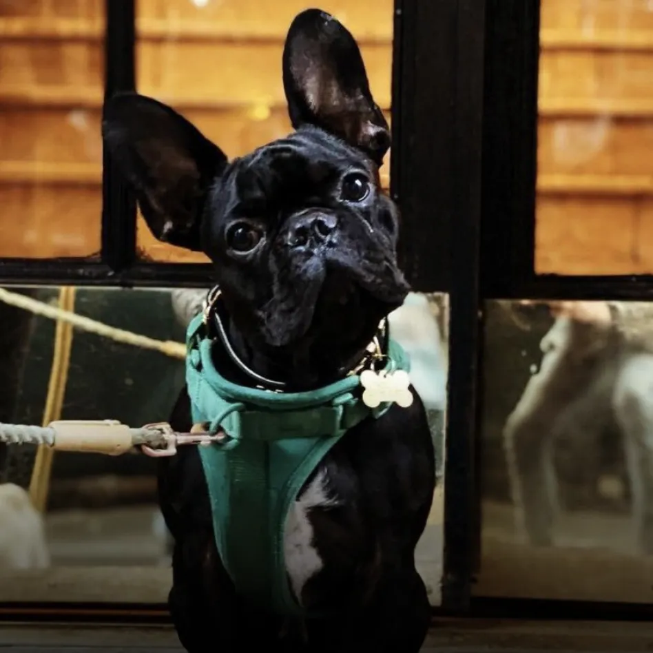 Pablo the French Bulldog