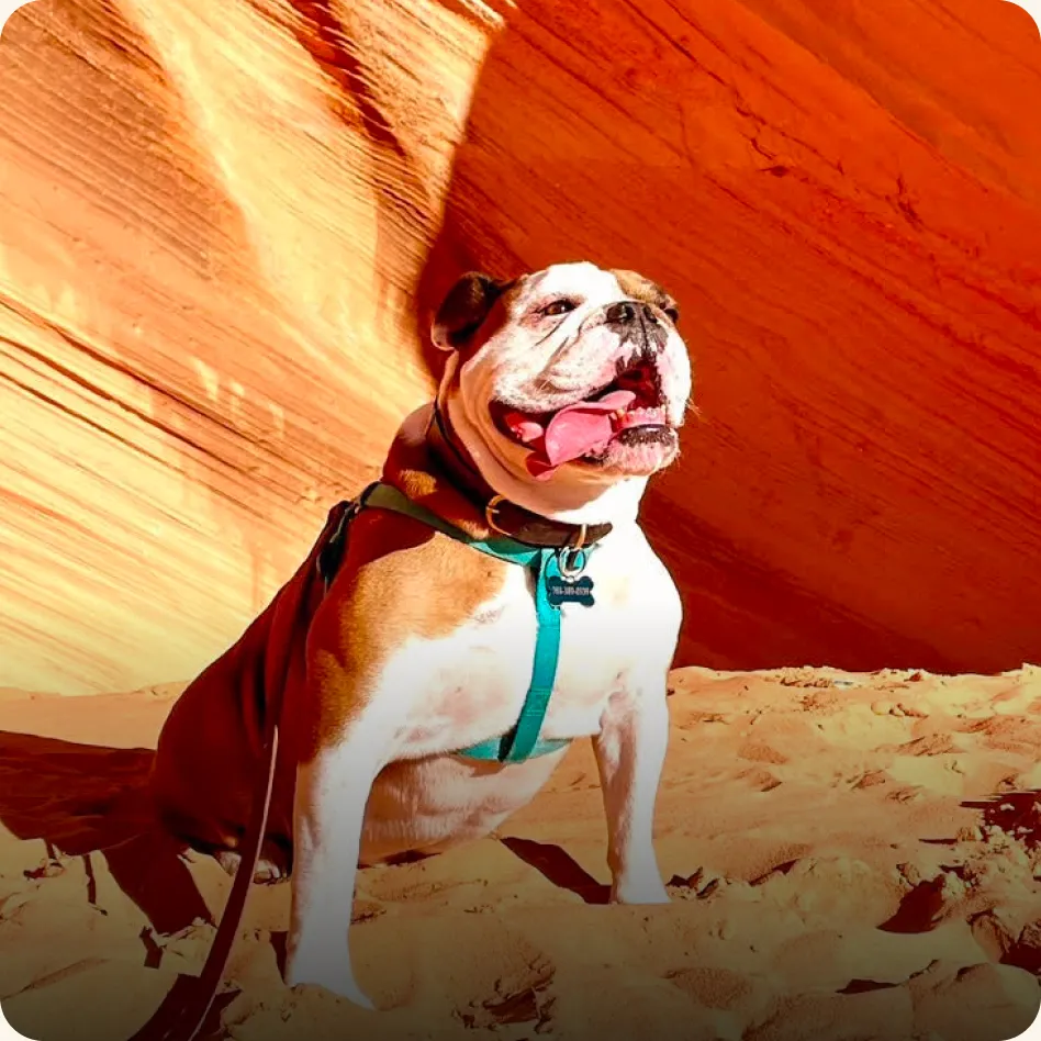 Winston the English Bulldog in Arizona