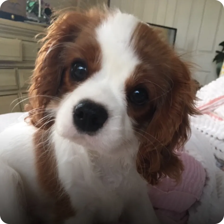 Sir Lancelot, a Cavalier King Charles Puppy