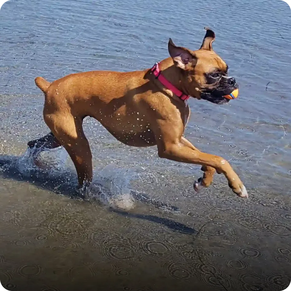 Roxi the Boxer runs across the beach.