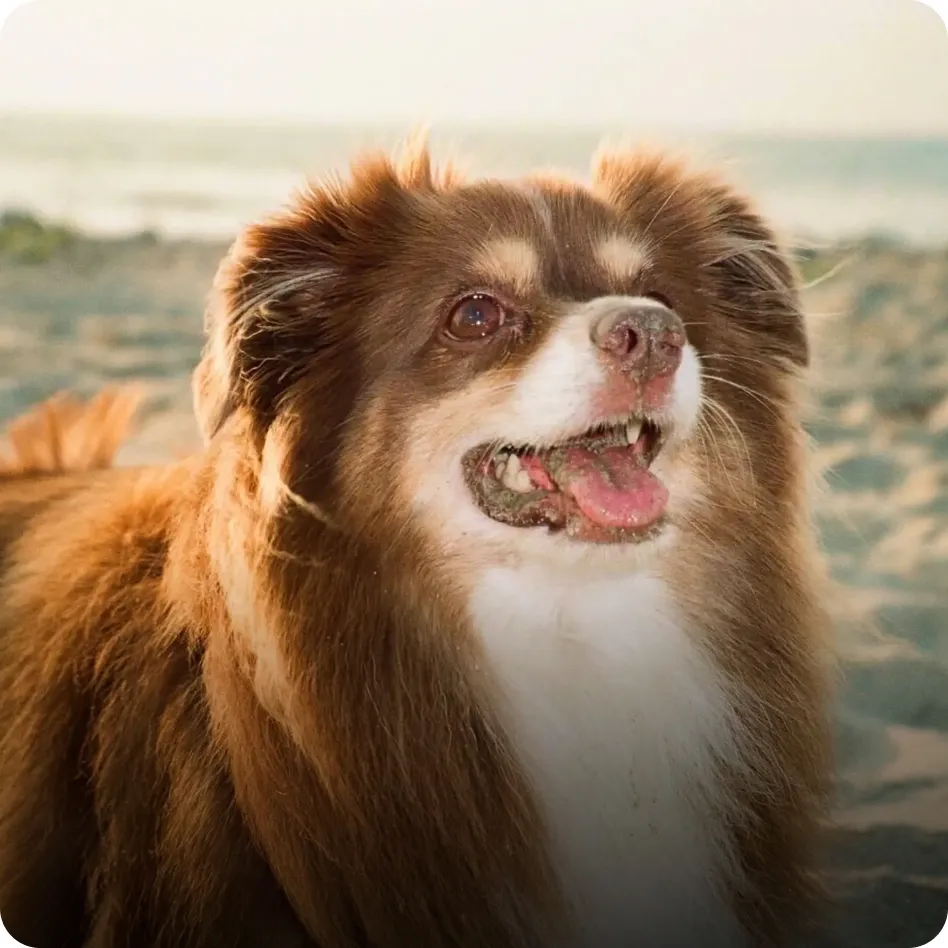 Chicken the Australian Shepherd at the beach