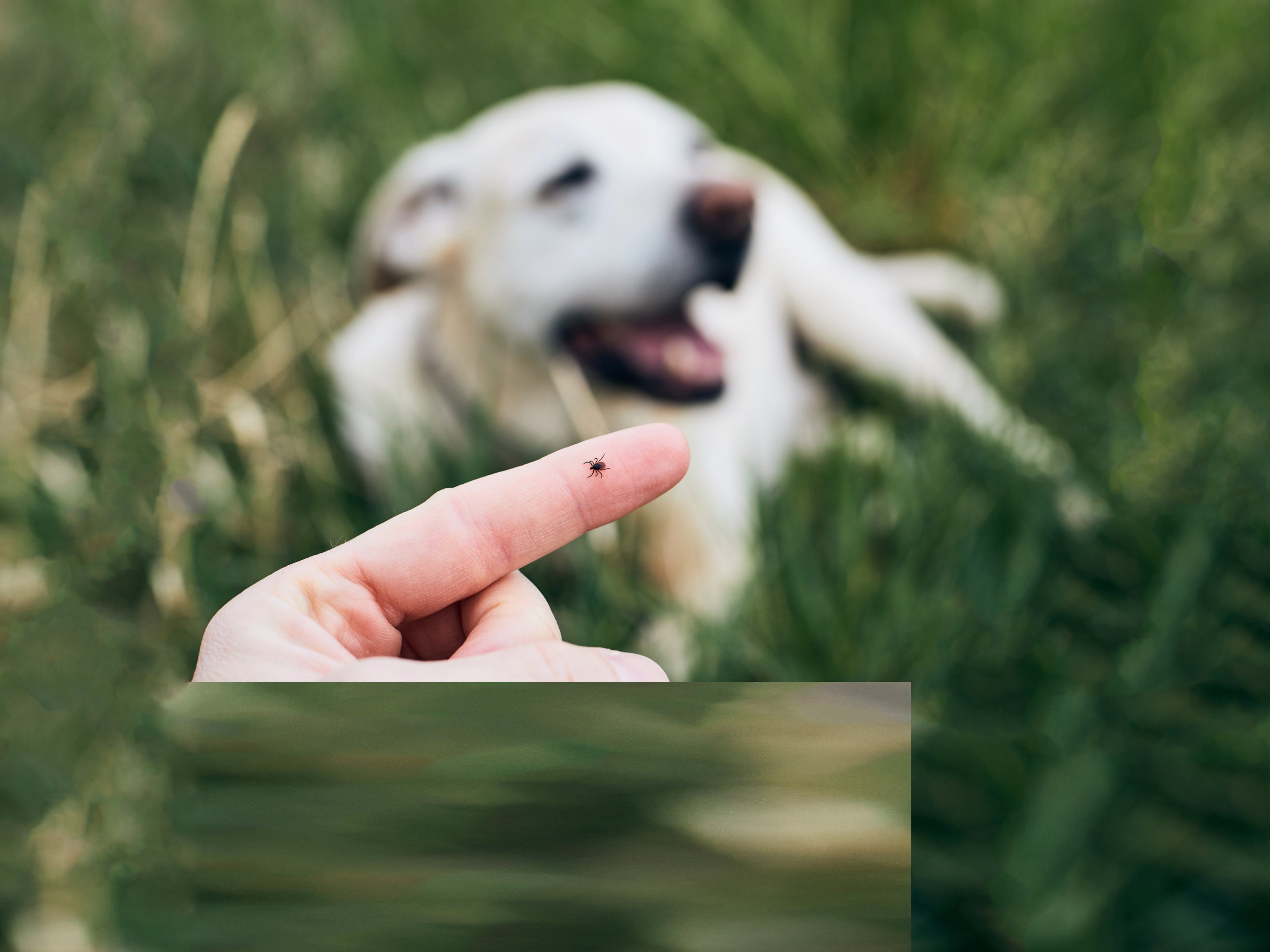 Close-up of a hand holding a tick while a dog lays in grass in the background