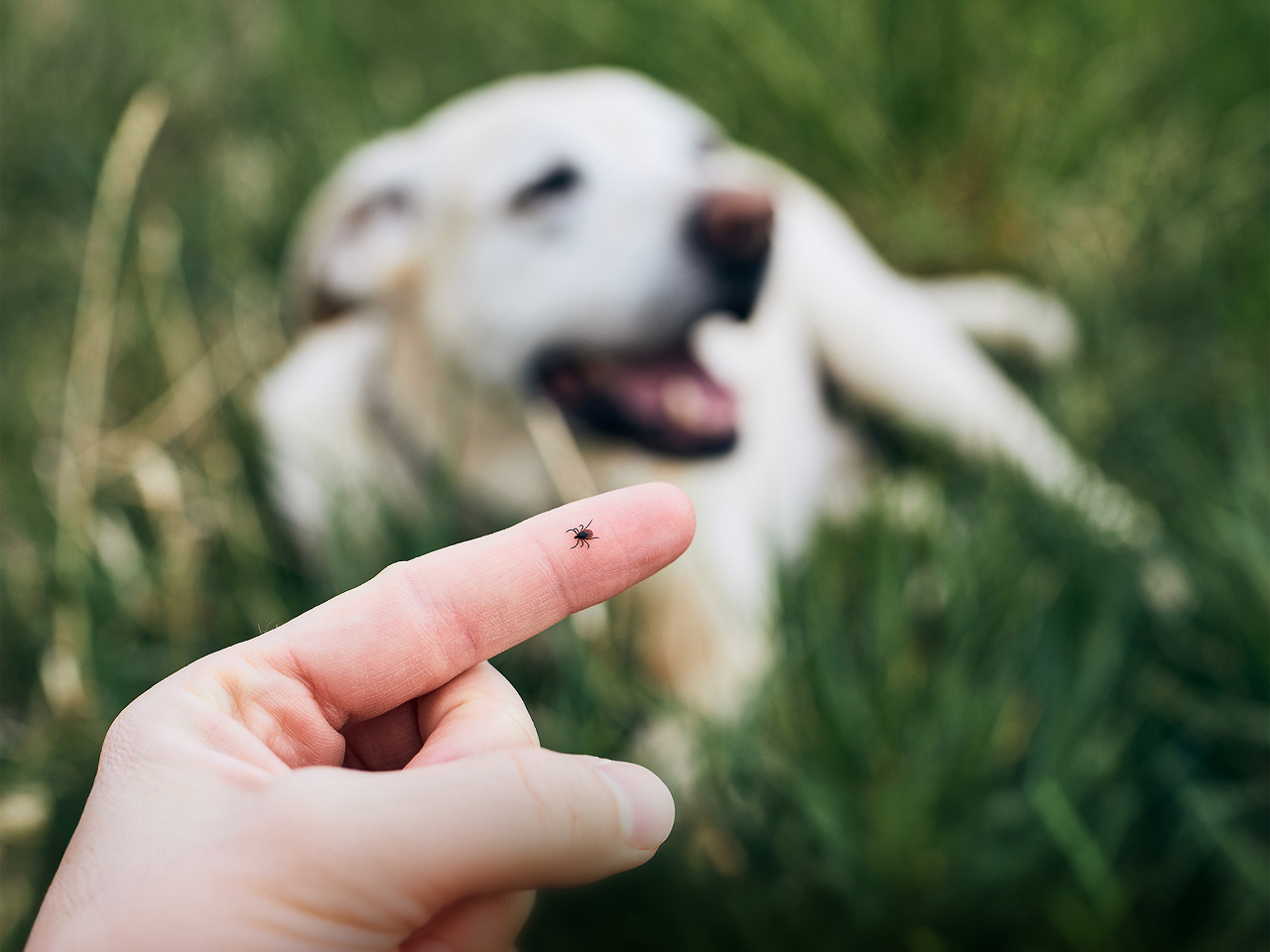 Close-up of a hand holding a tick while a dog lays in grass in the background