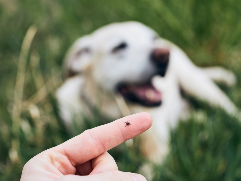 Close-up of a hand holding a tick while a dog lays in grass in the background