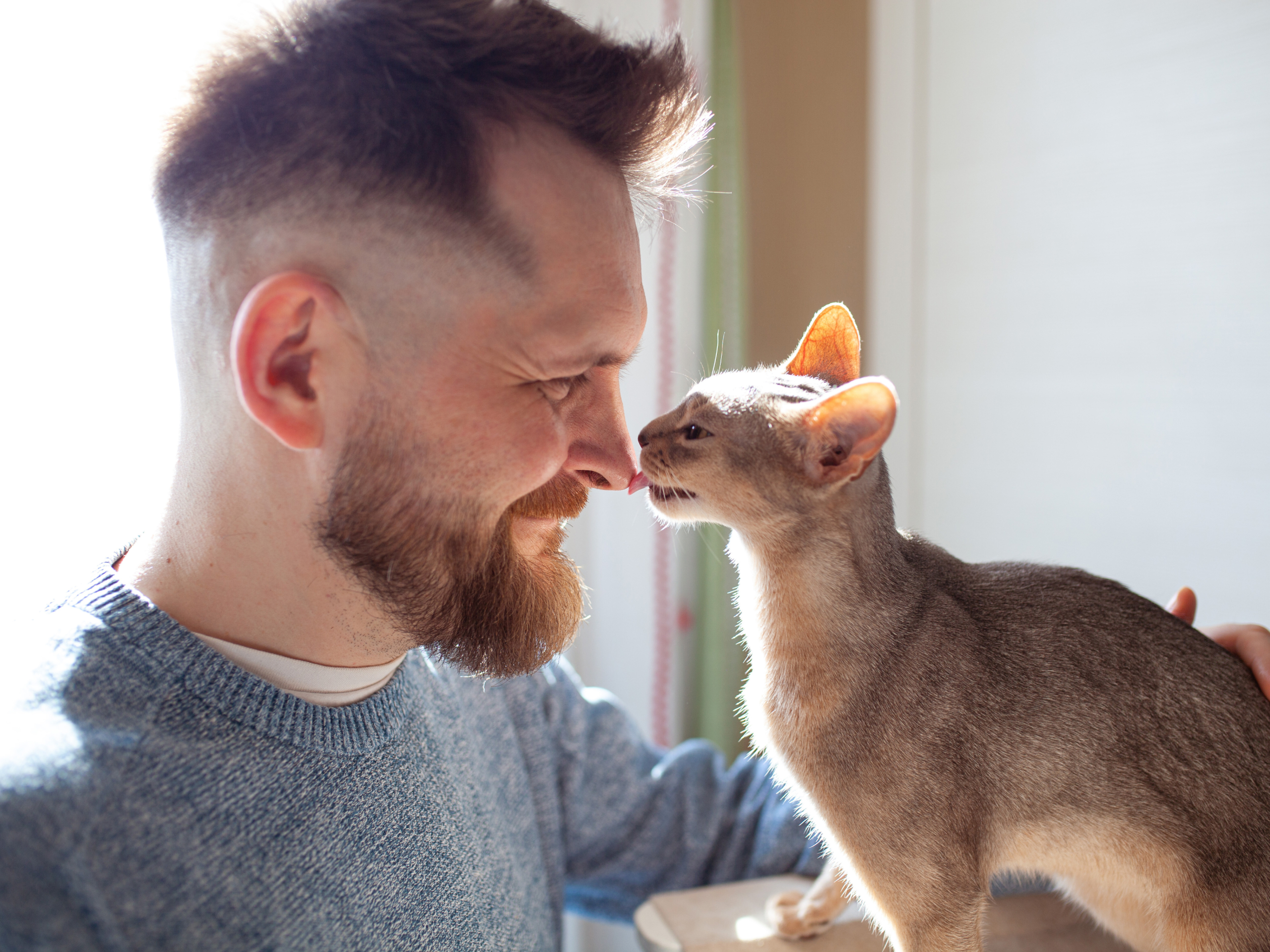 Orange cat kissing a bearded man's nose
