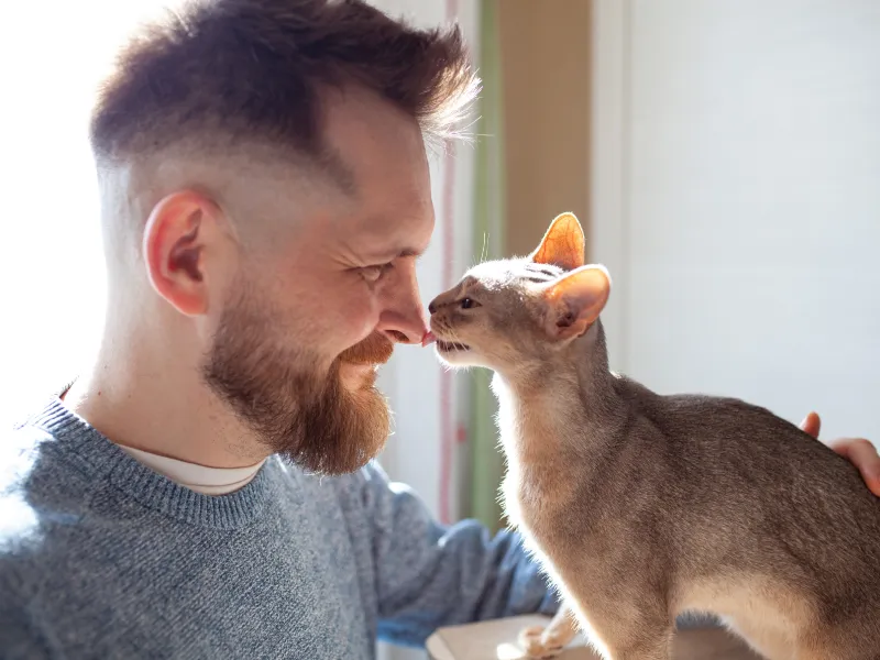 Orange cat kissing a bearded man's nose