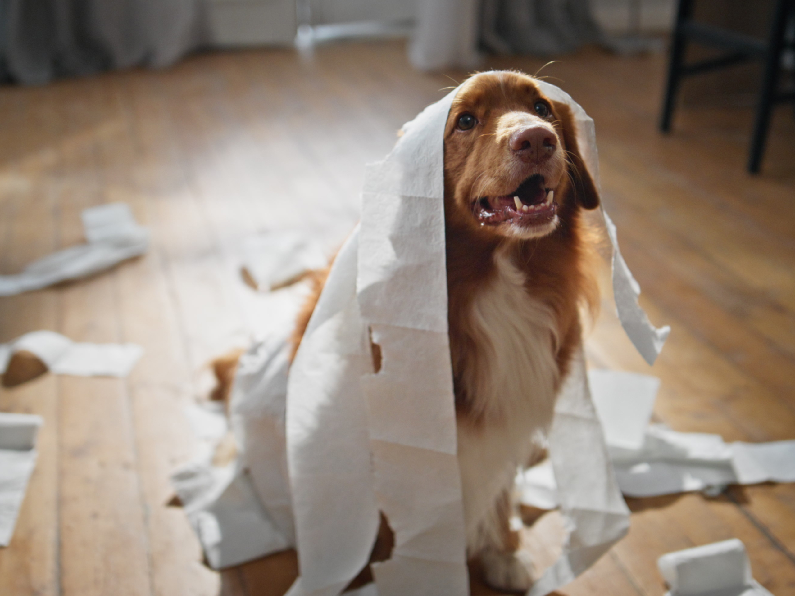 Brown long-haired dog playing with rolls of toilet paper 