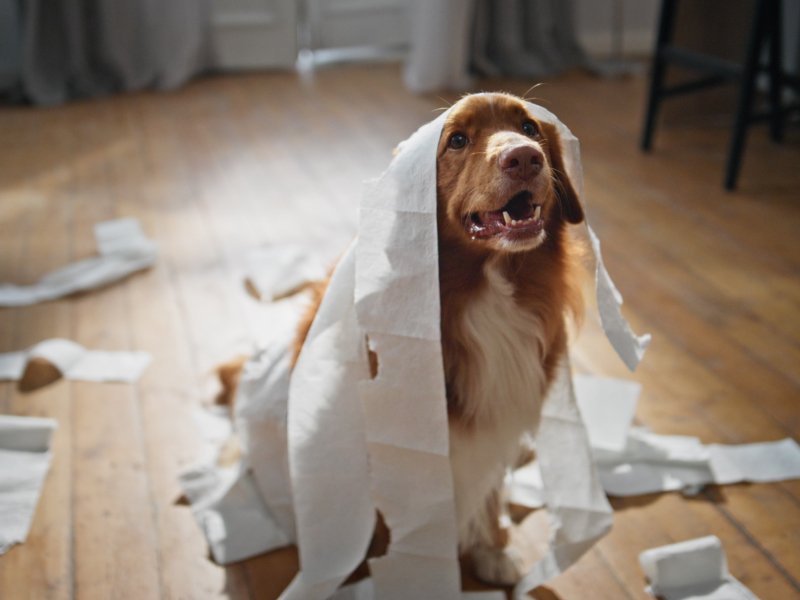 Brown long-haired dog playing with rolls of toilet paper 