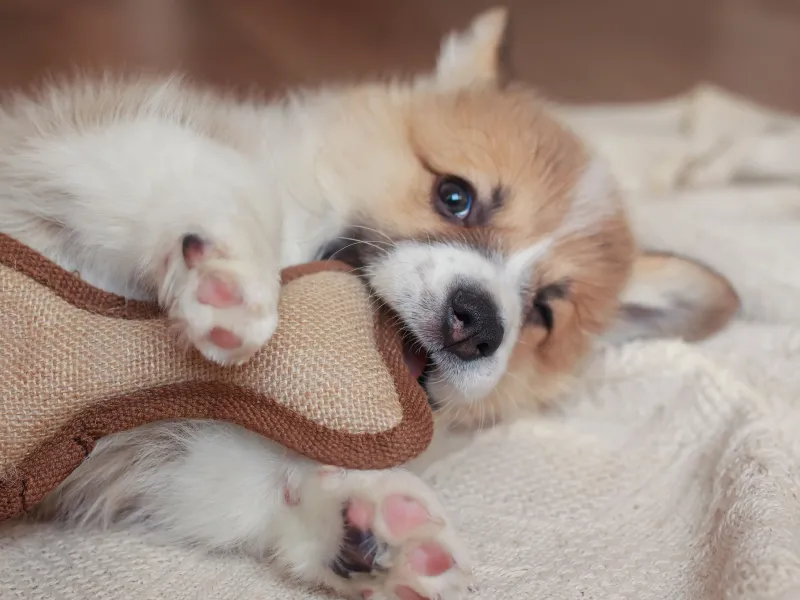 Brown-and-white puppy chewing on a stuffed bone