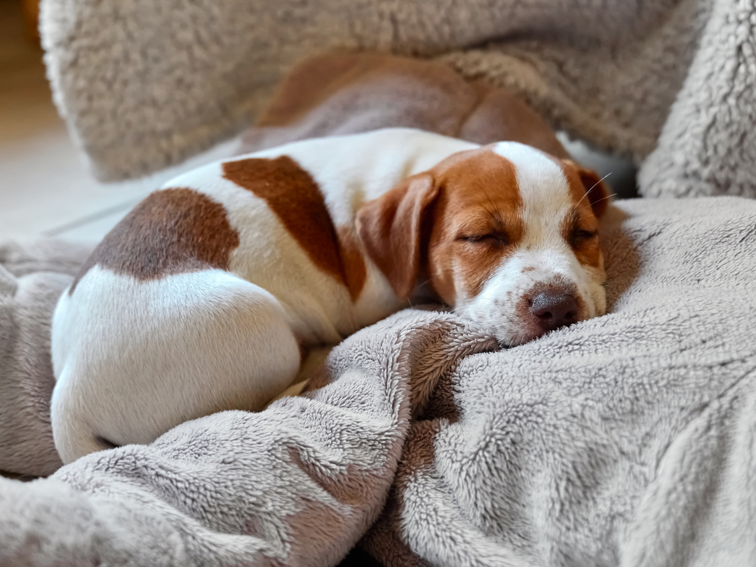 Brown-and-white dog sleeping curled up on a blanket 