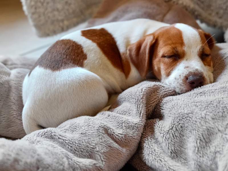Brown-and-white dog sleeping curled up on a blanket 