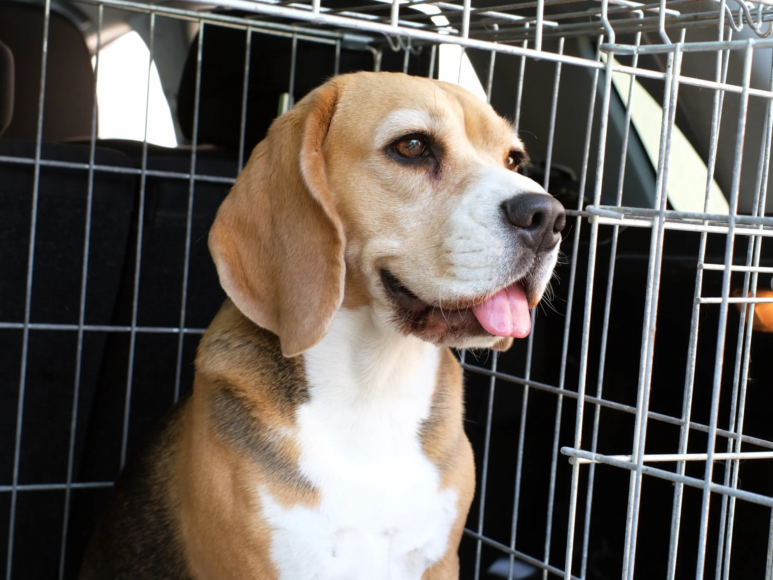 Brown and white dog sticking tongue out in crate 