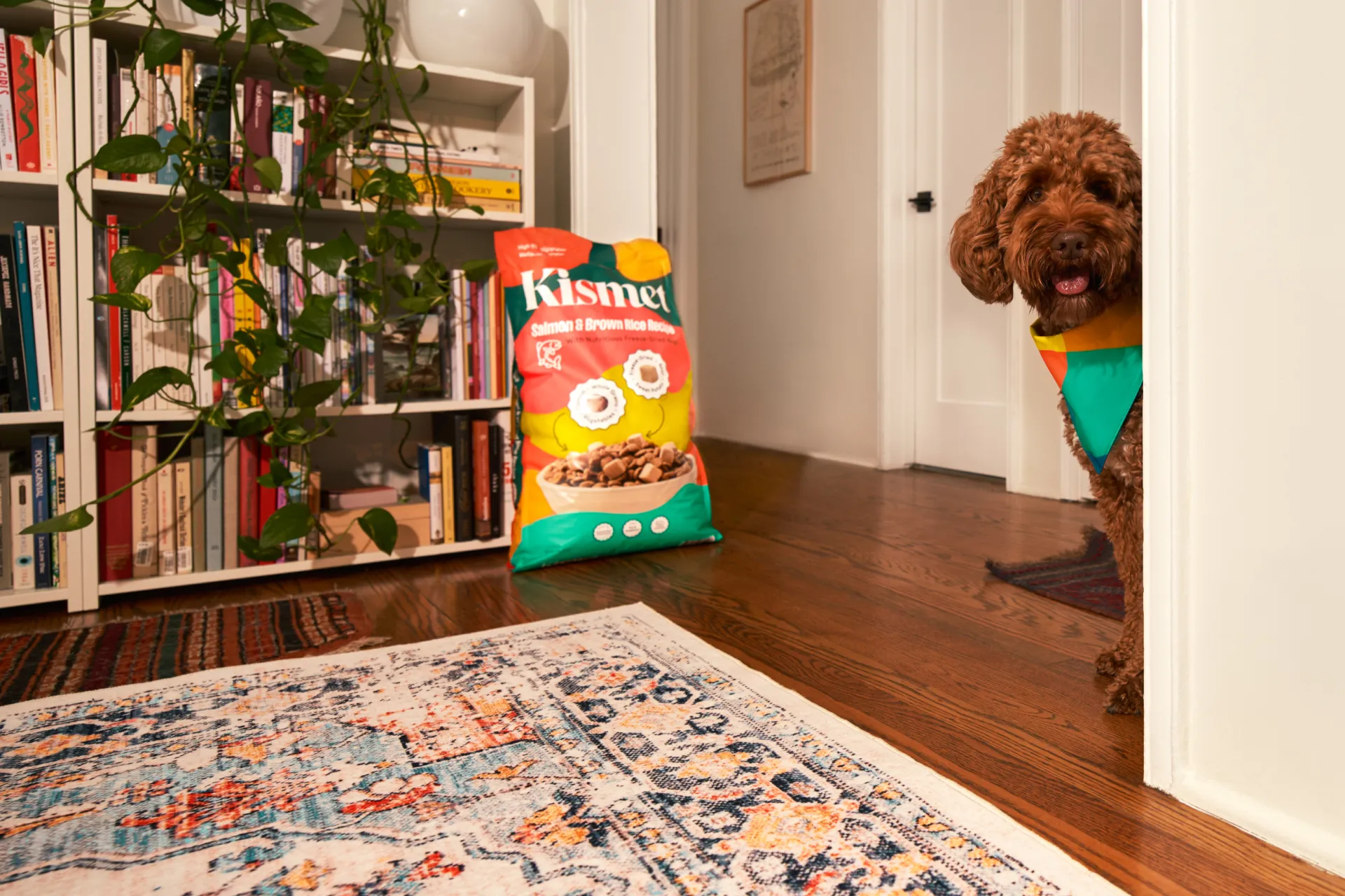 A dog and a bag of Kismet food for dogs in a living room.