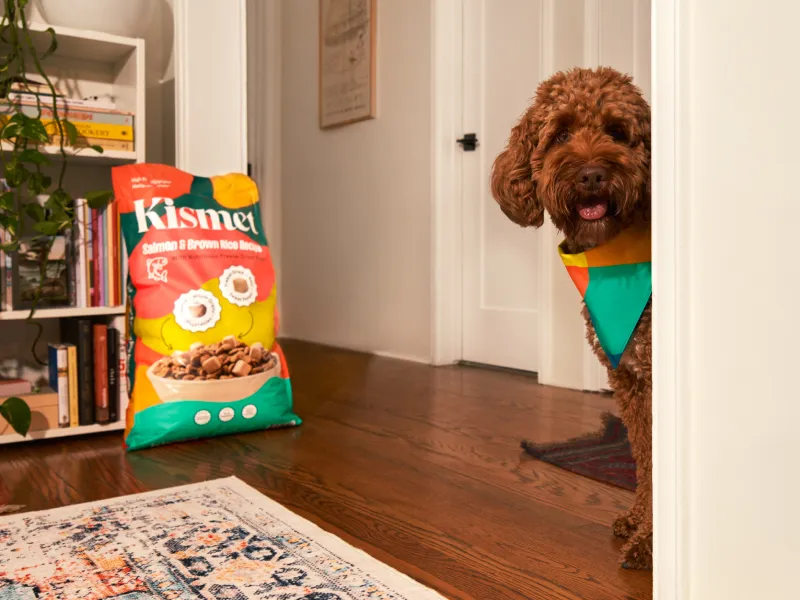 A dog and a bag of Kismet food for dogs in a living room.