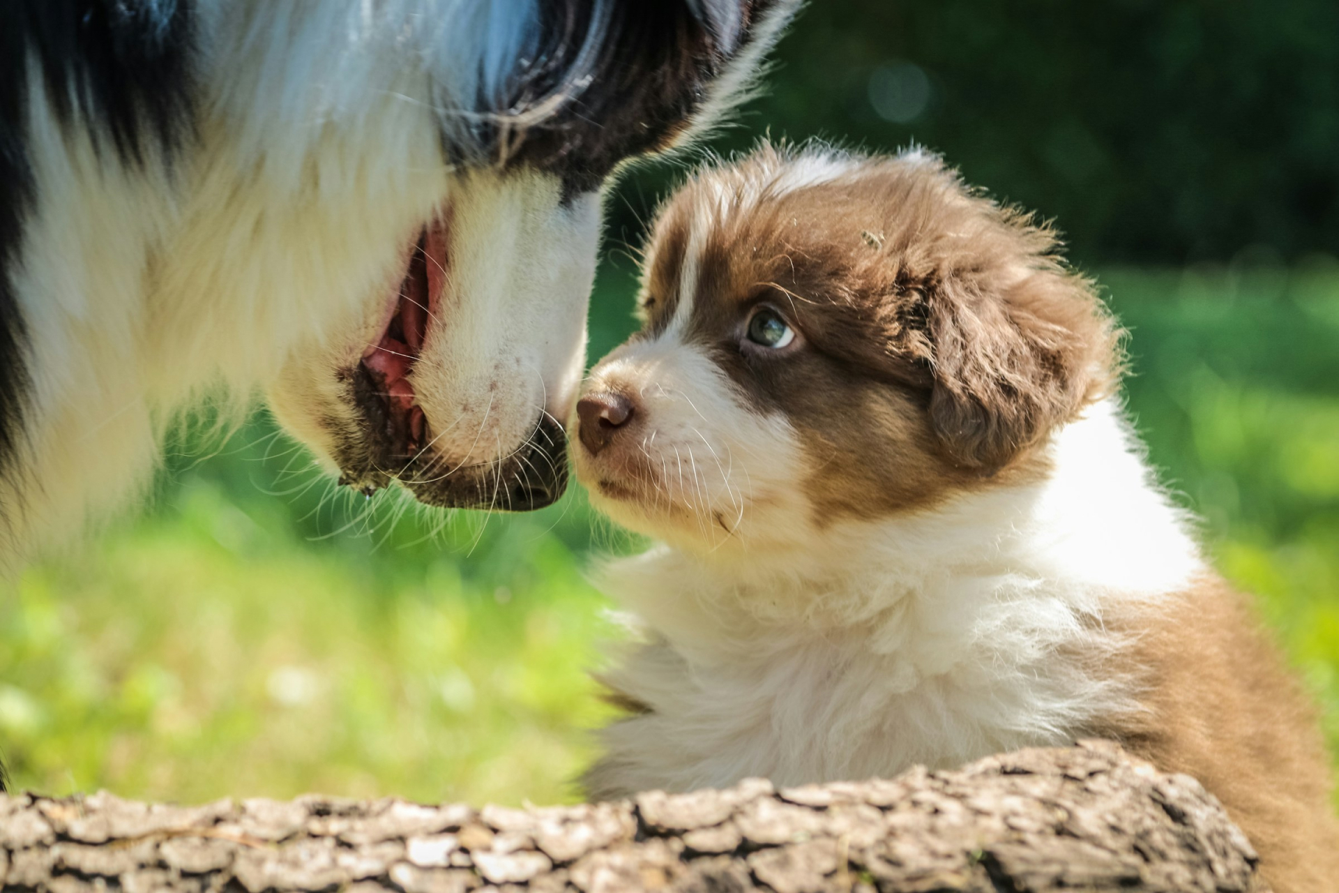 An adult Australian Shepherd touching noses with a young Australian Shepherd in the grass.