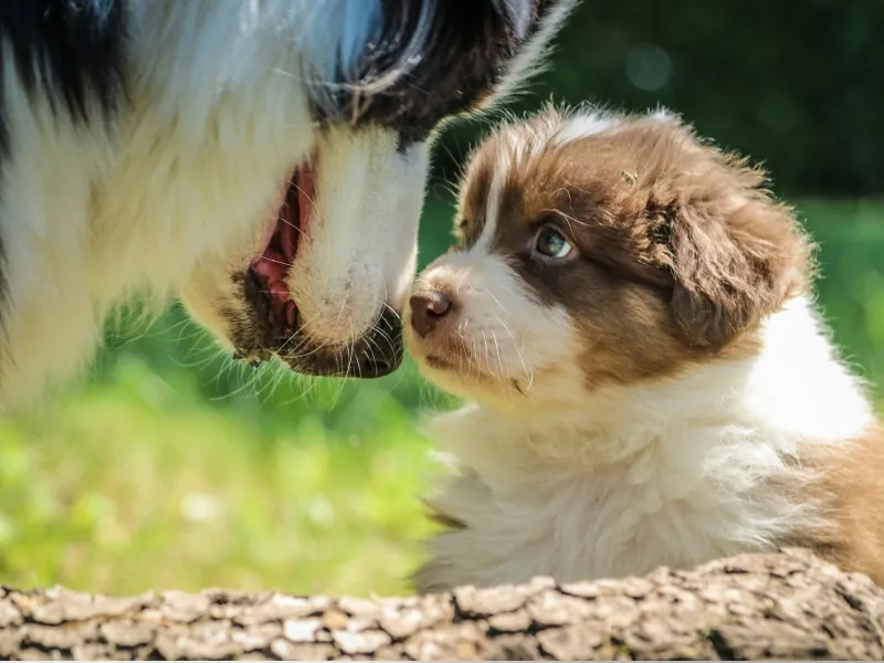 An adult Australian Shepherd touching noses with a young Australian Shepherd in the grass.