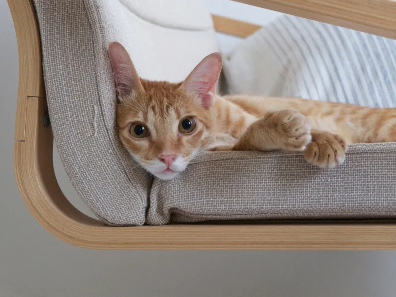 An orange-and-white kitten with big ears sitting on a chair