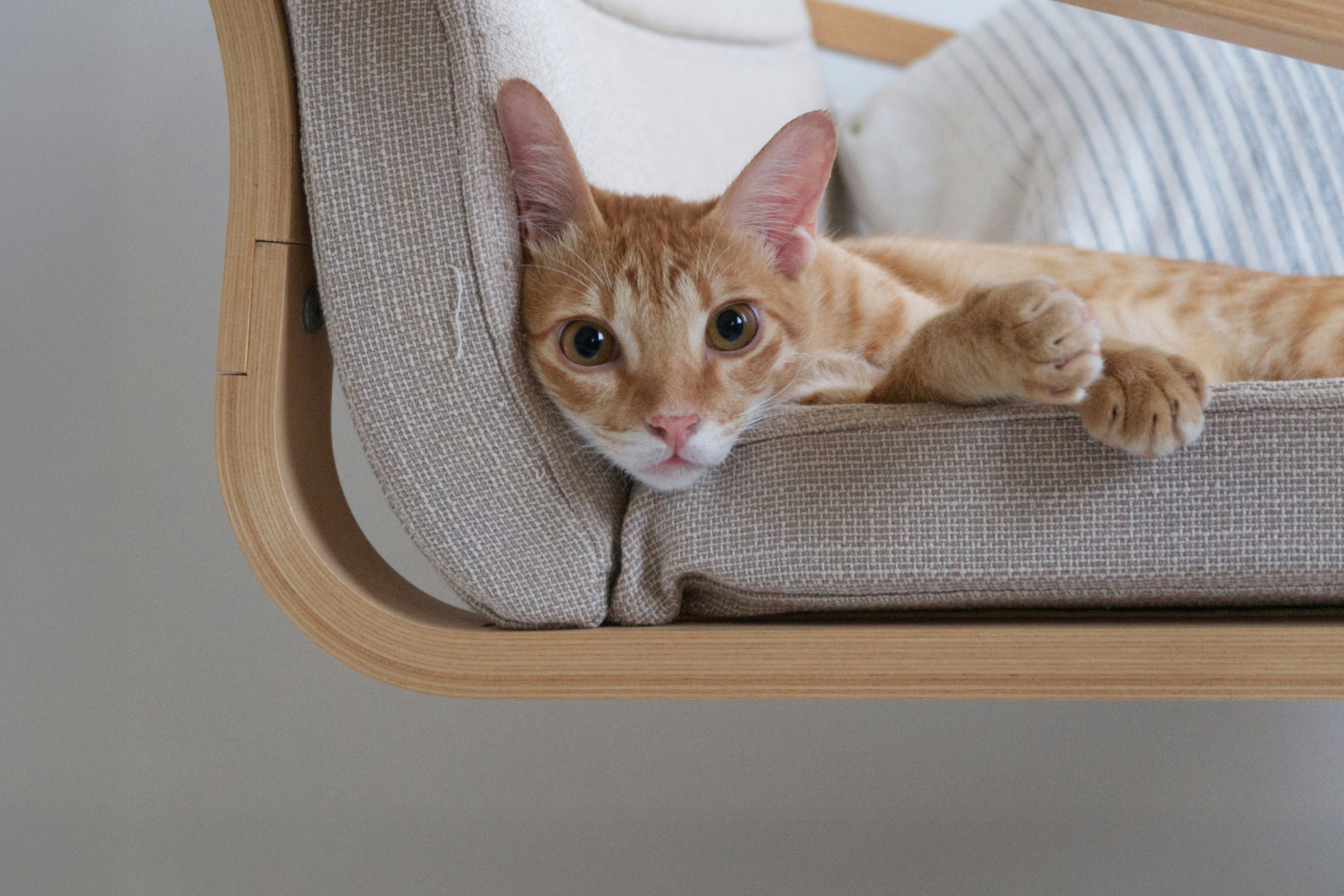 An orange-and-white kitten with big ears sitting on a chair
