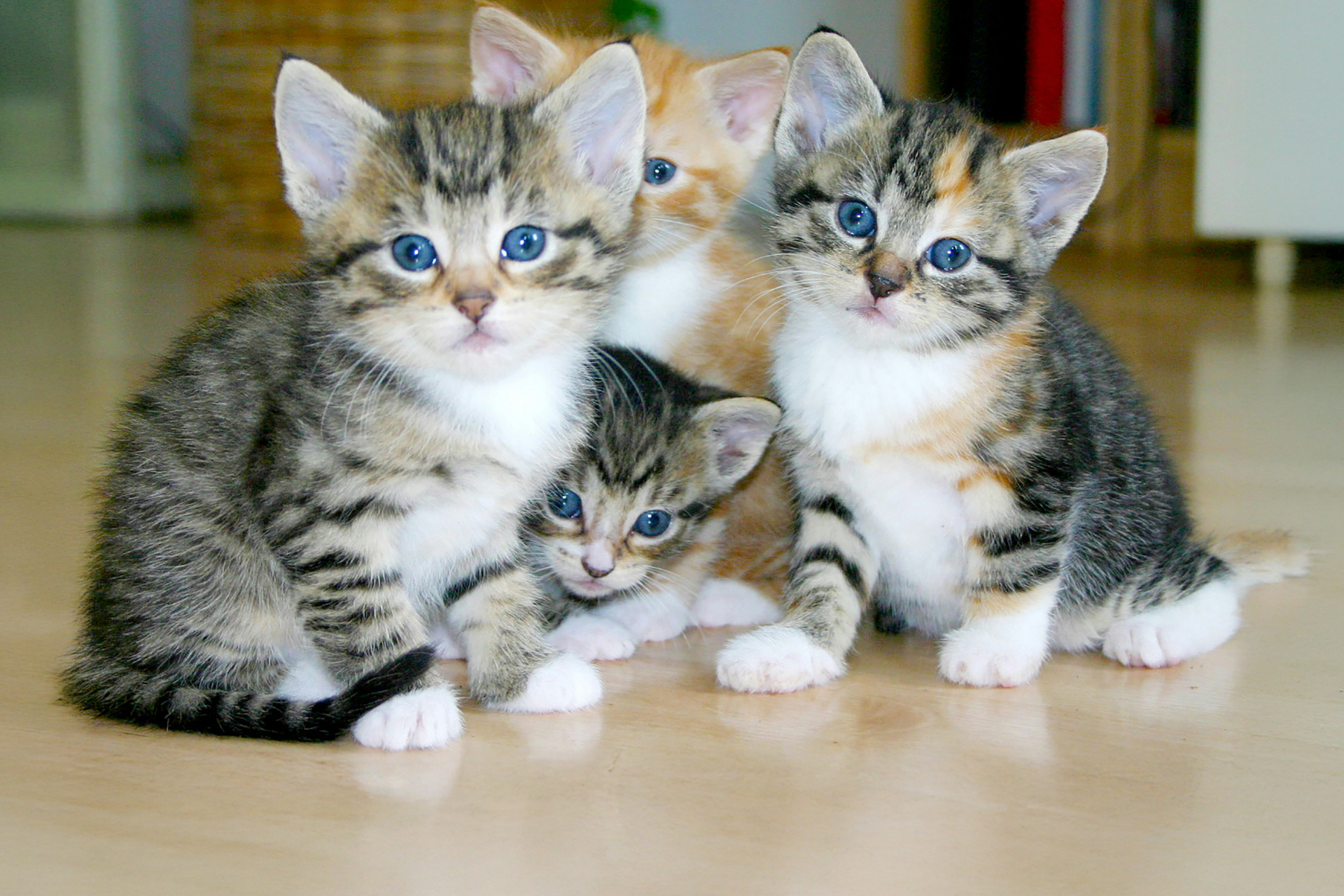 Four kittens with blue eyes on a wood floor