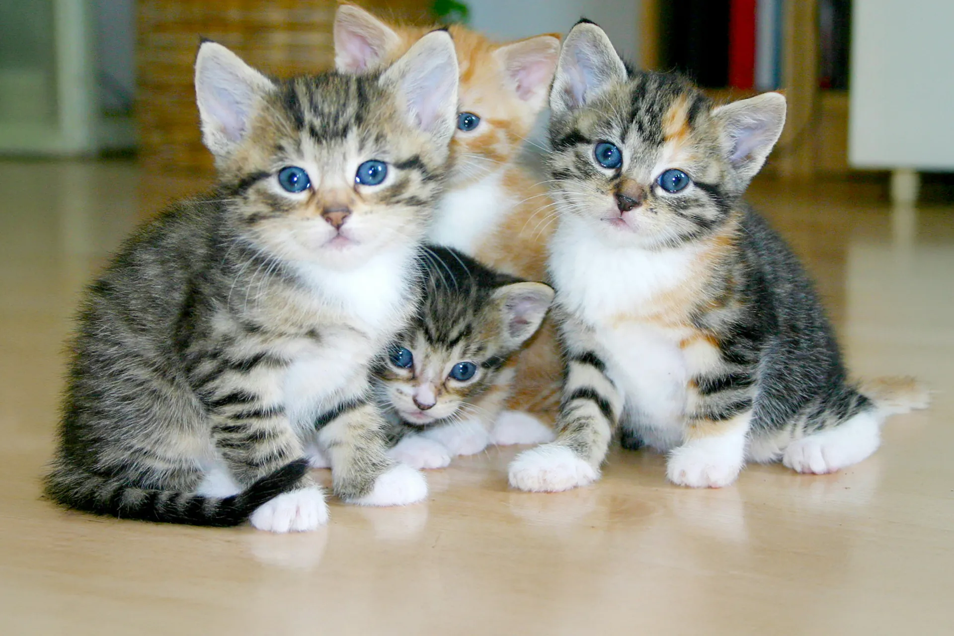 Four kittens with blue eyes on a wood floor