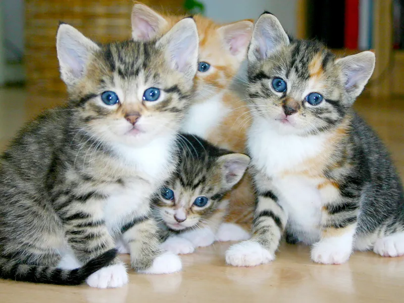 Four kittens with blue eyes on a wood floor