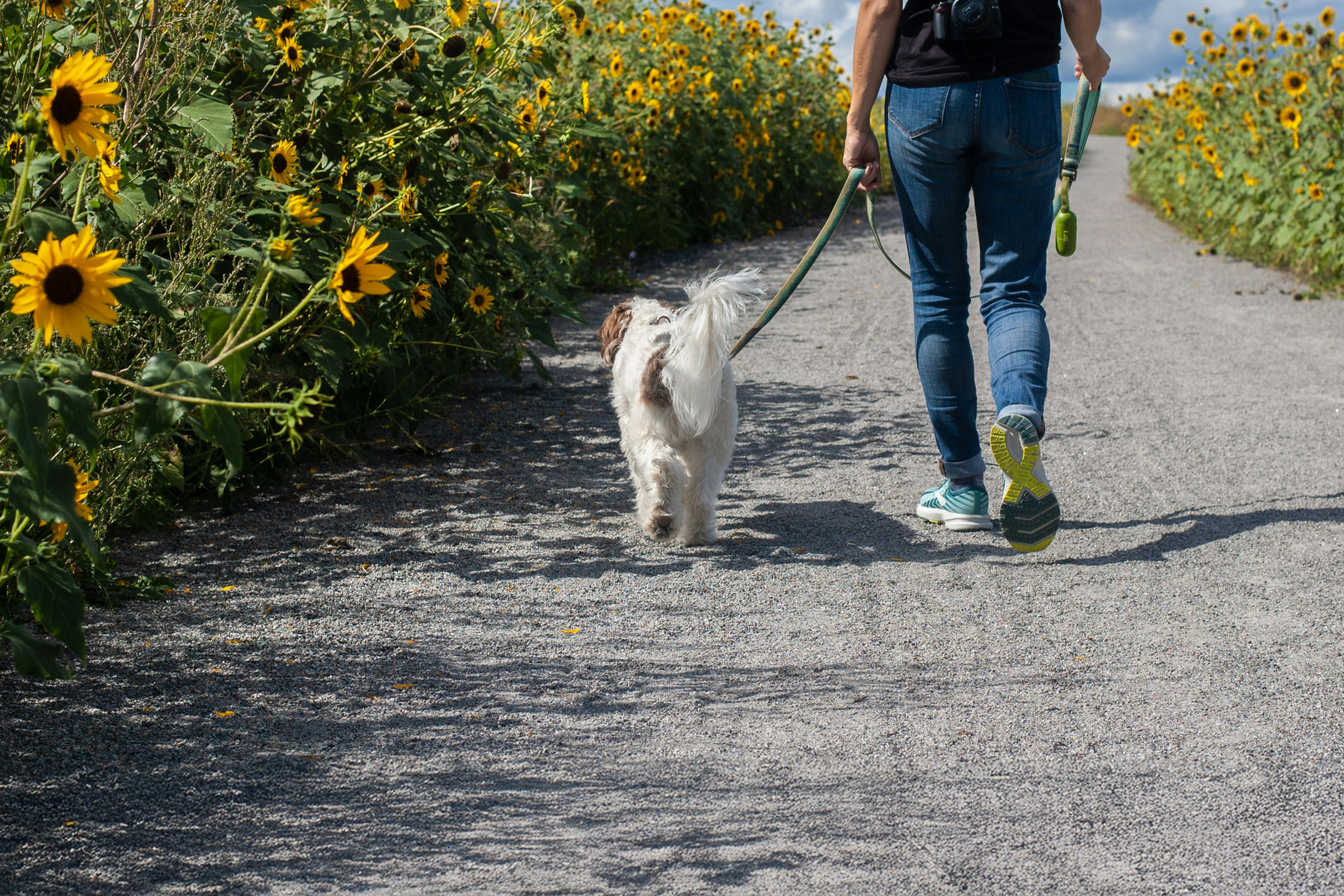 The back of a person and a dog on a walk along a path of sunflowers