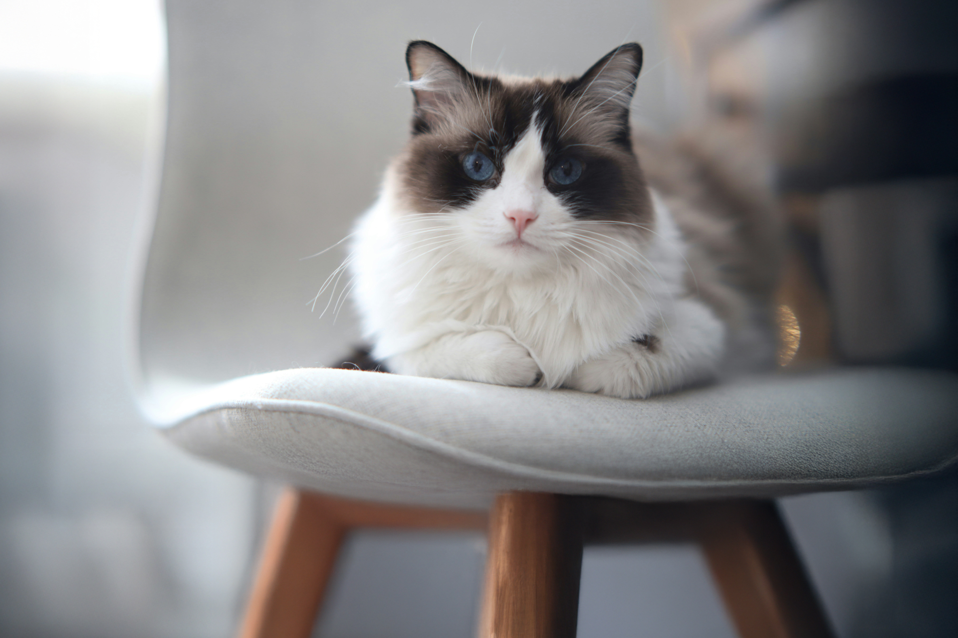 A blue-eyed Ragdoll cat sitting on a cushion