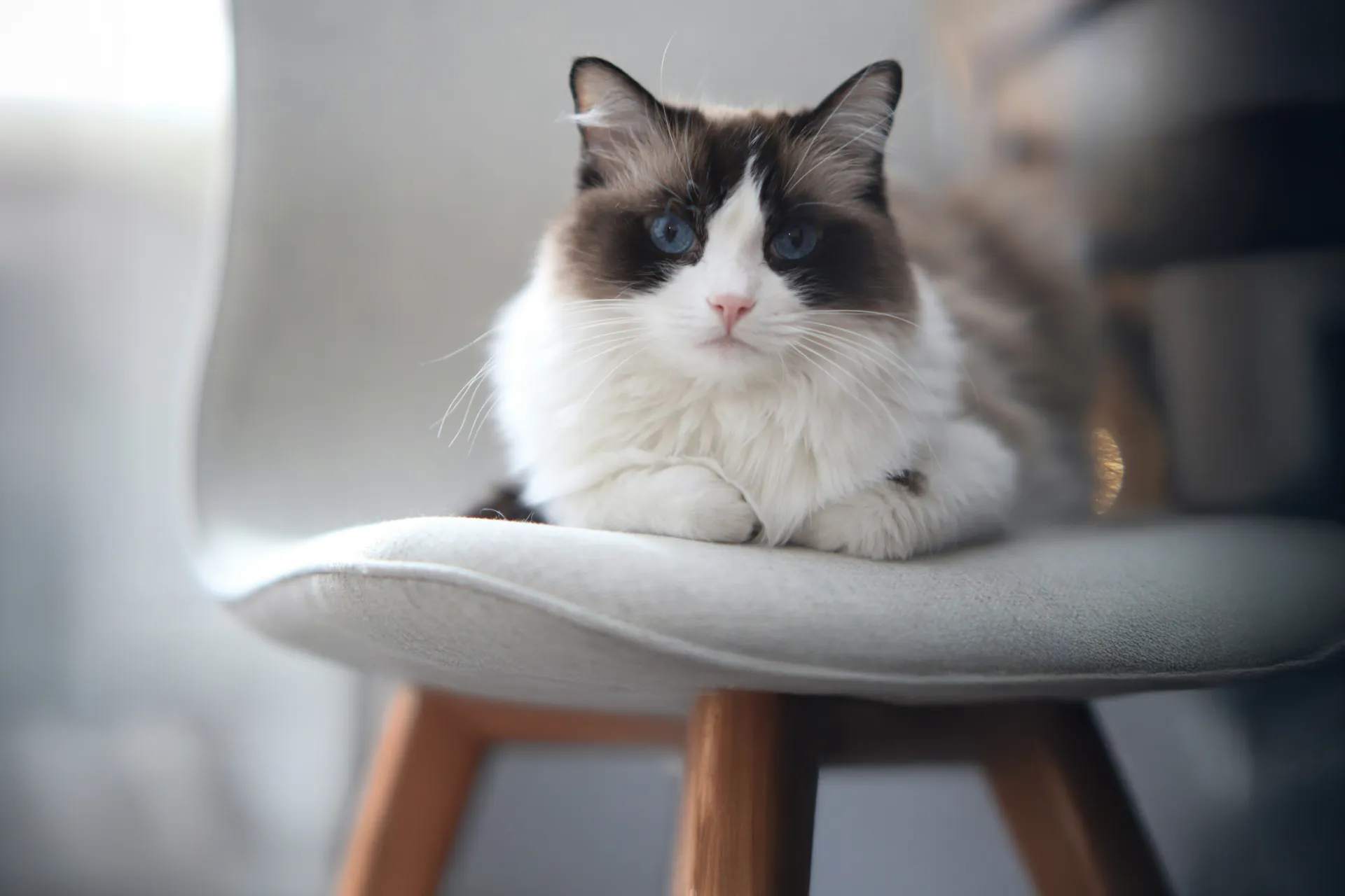 A blue-eyed Ragdoll cat sitting on a cushion