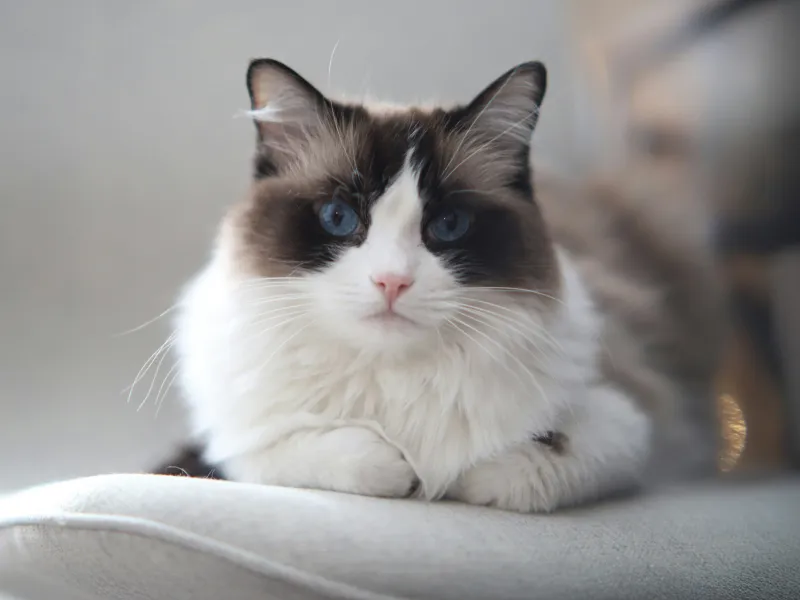 A blue-eyed Ragdoll cat sitting on a cushion
