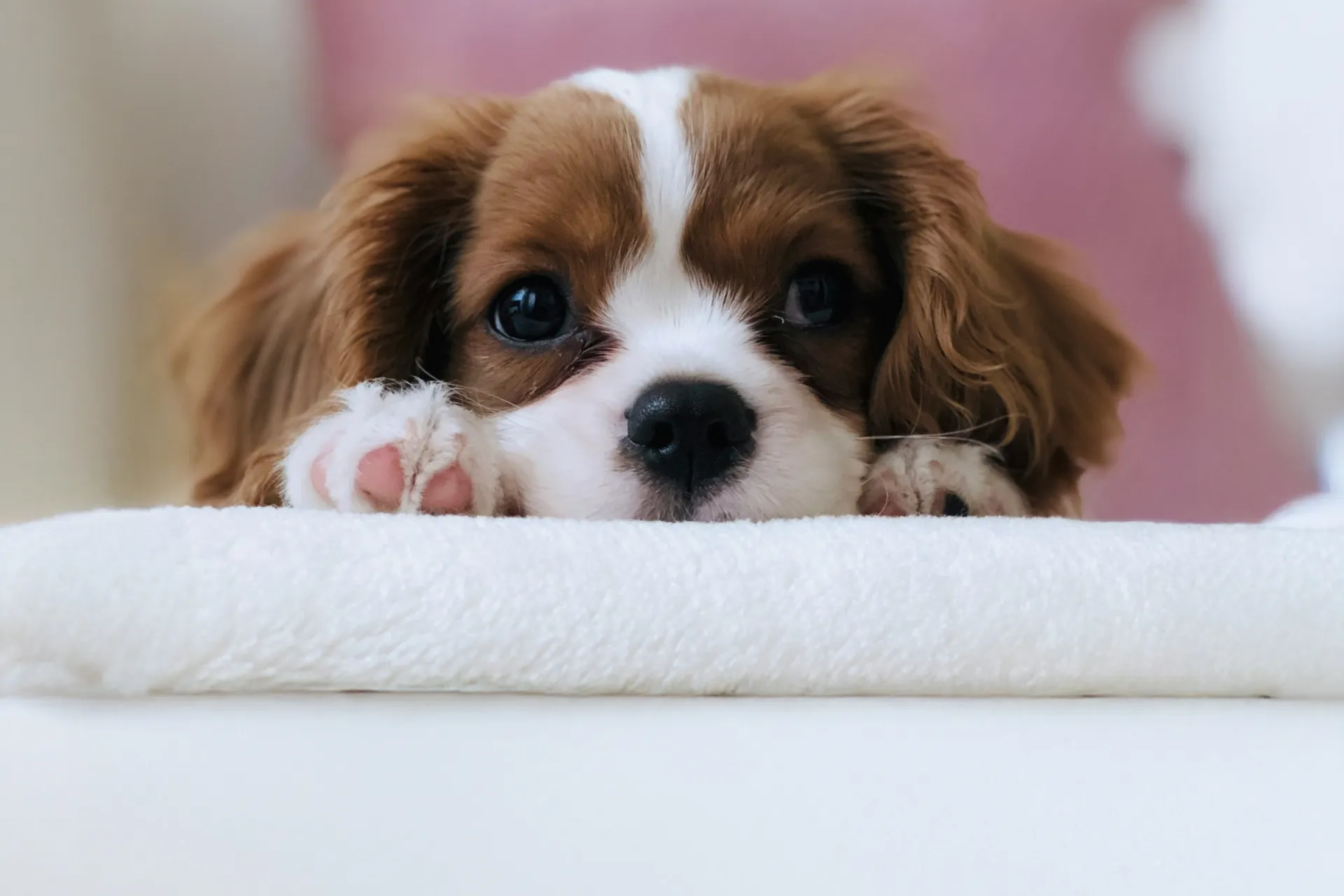 Close-up of a cocker spaniel puppy's face and front paws