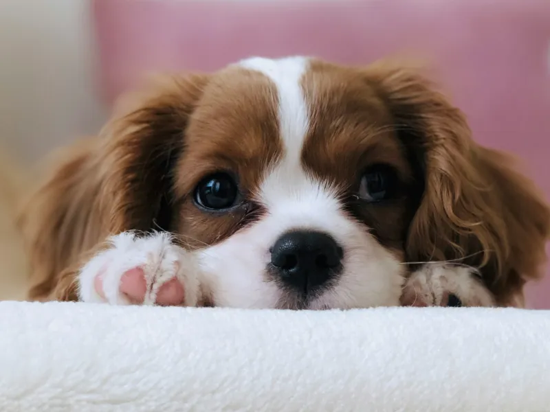 Close-up of a cocker spaniel puppy's face and front paws