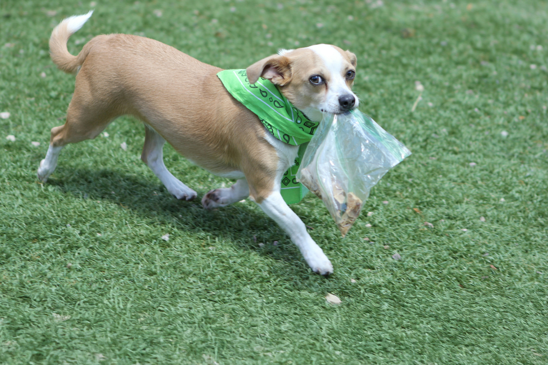 Tan and white dog wearing a green bandana carrying a plastic bag in its mouth