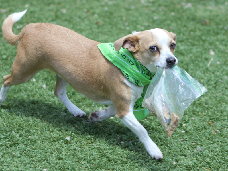Tan and white dog wearing a green bandana carrying a plastic bag in its mouth