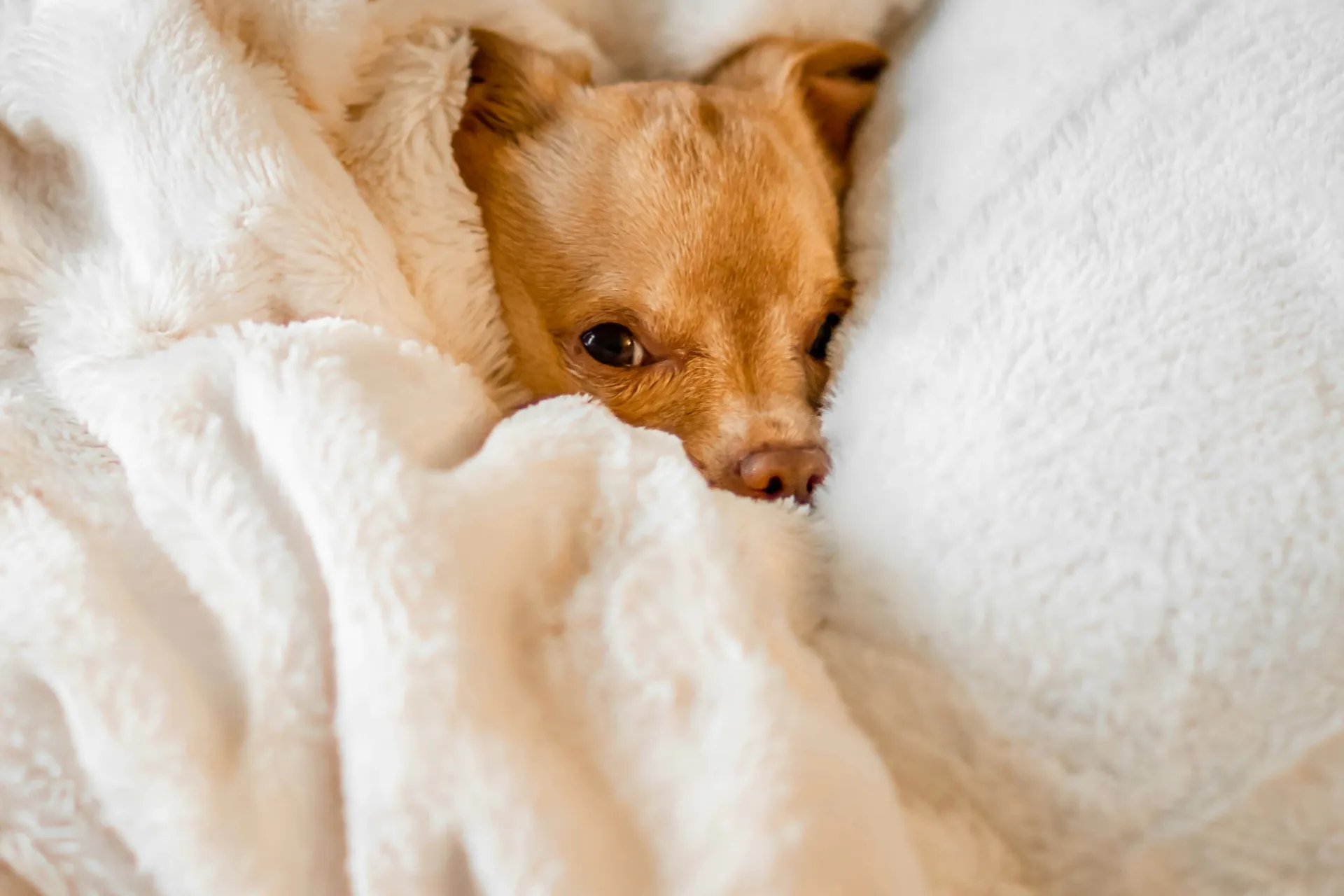 Tan dog's face peeking out of white fluffy blankets