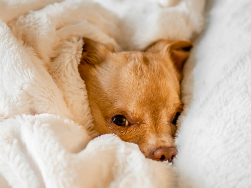 Tan dog's face peeking out of white fluffy blankets