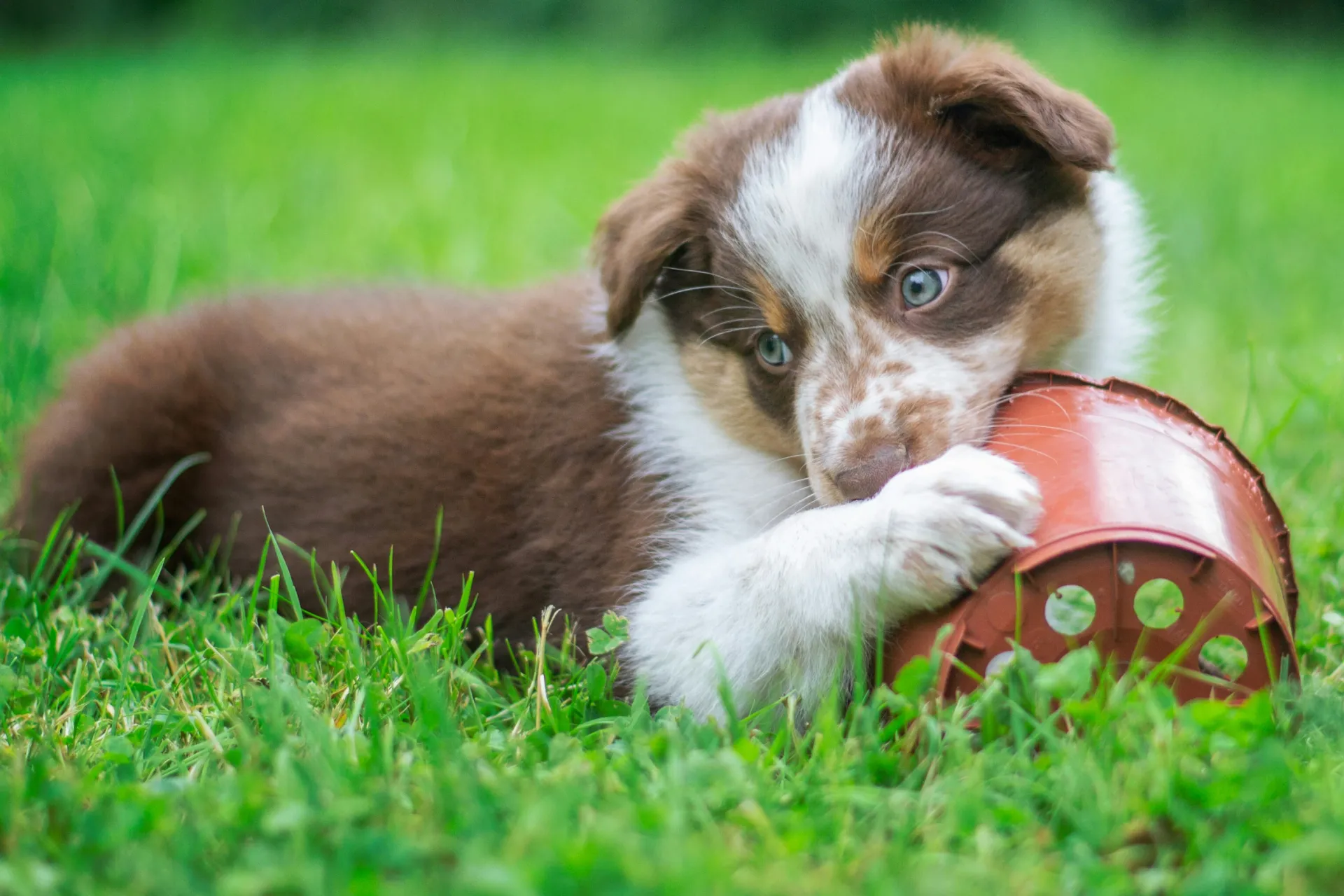 Brown and white puppy chewing on a toy in the grass 