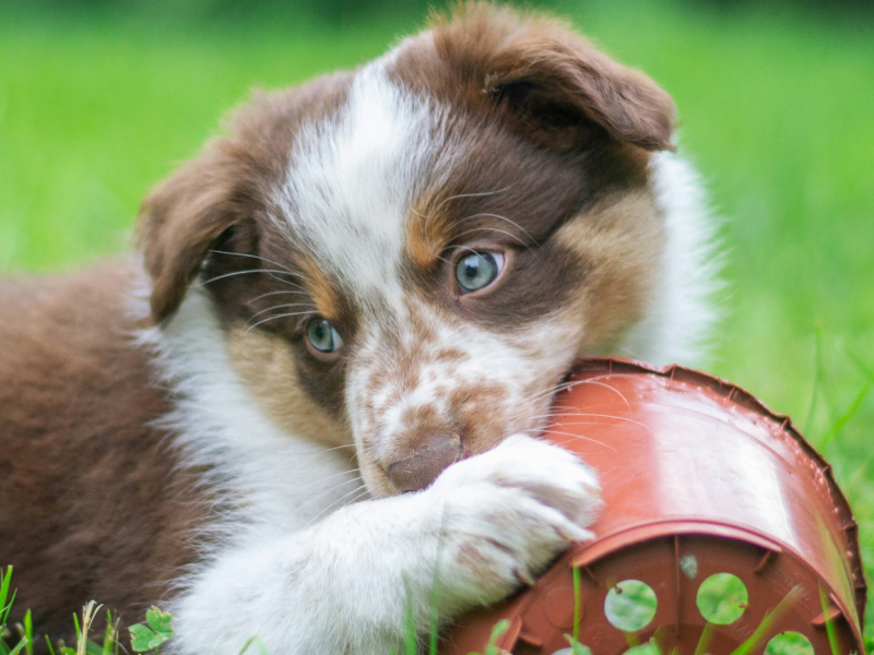 Brown and white puppy chewing on a toy in the grass 