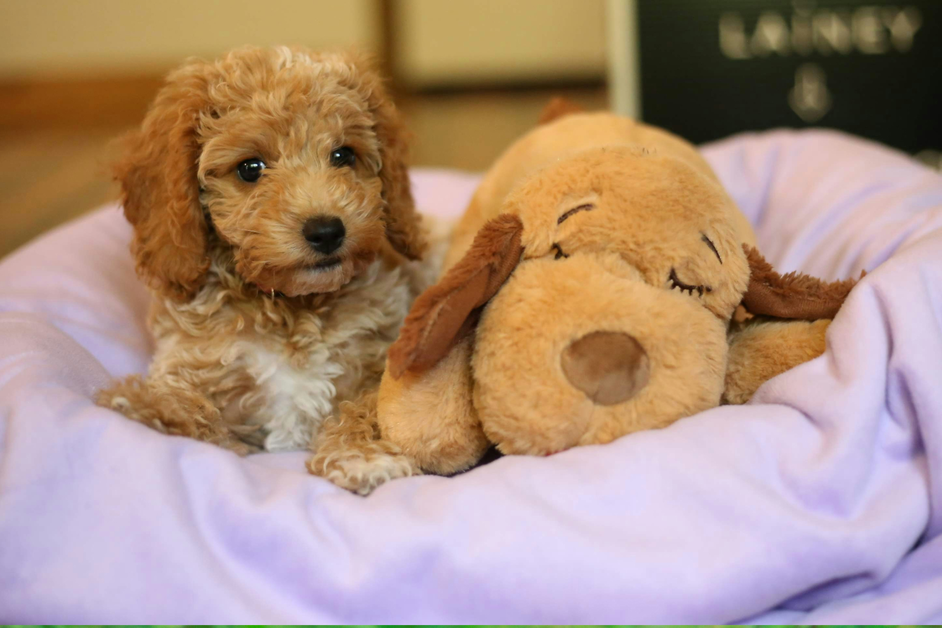 A small tan dog laying in bed with a stuffed animal