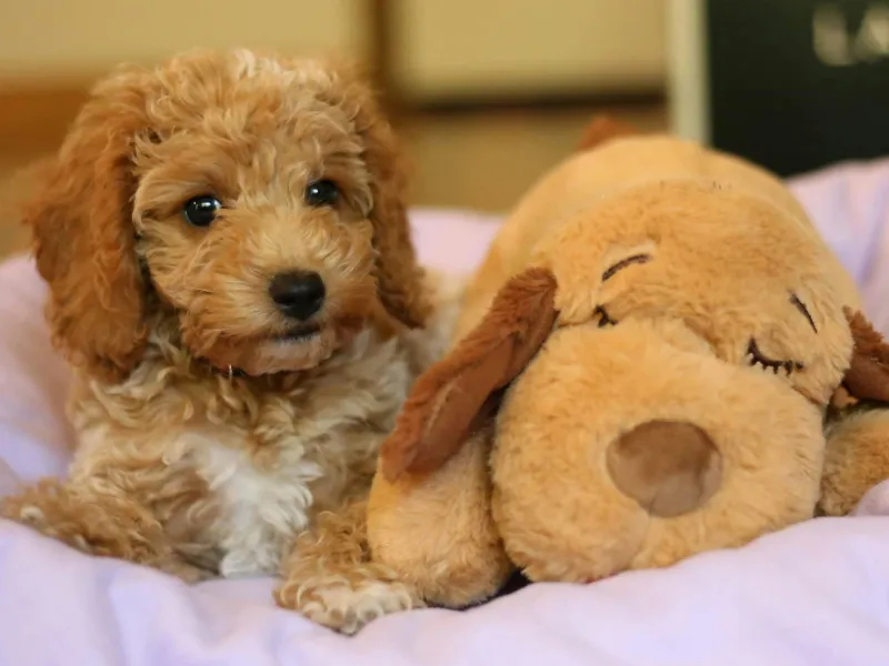 A small tan dog laying in bed with a stuffed animal