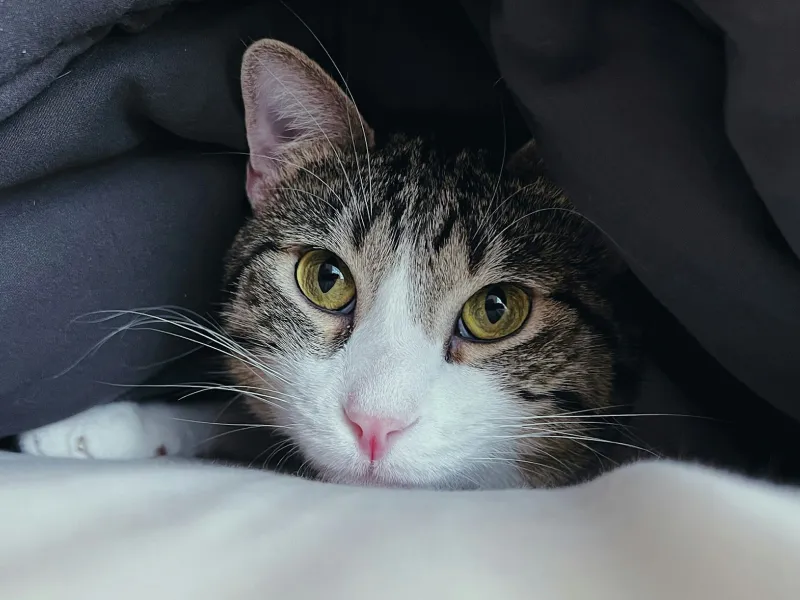 A cat lying on a bed under a blanket