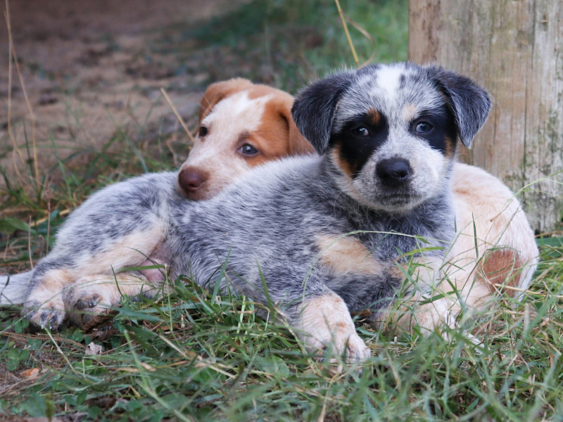 Two puppies snuggling together in the grass 