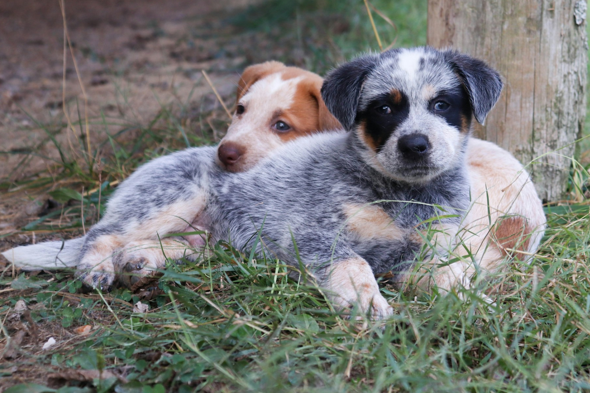 Two puppies snuggling together in the grass 