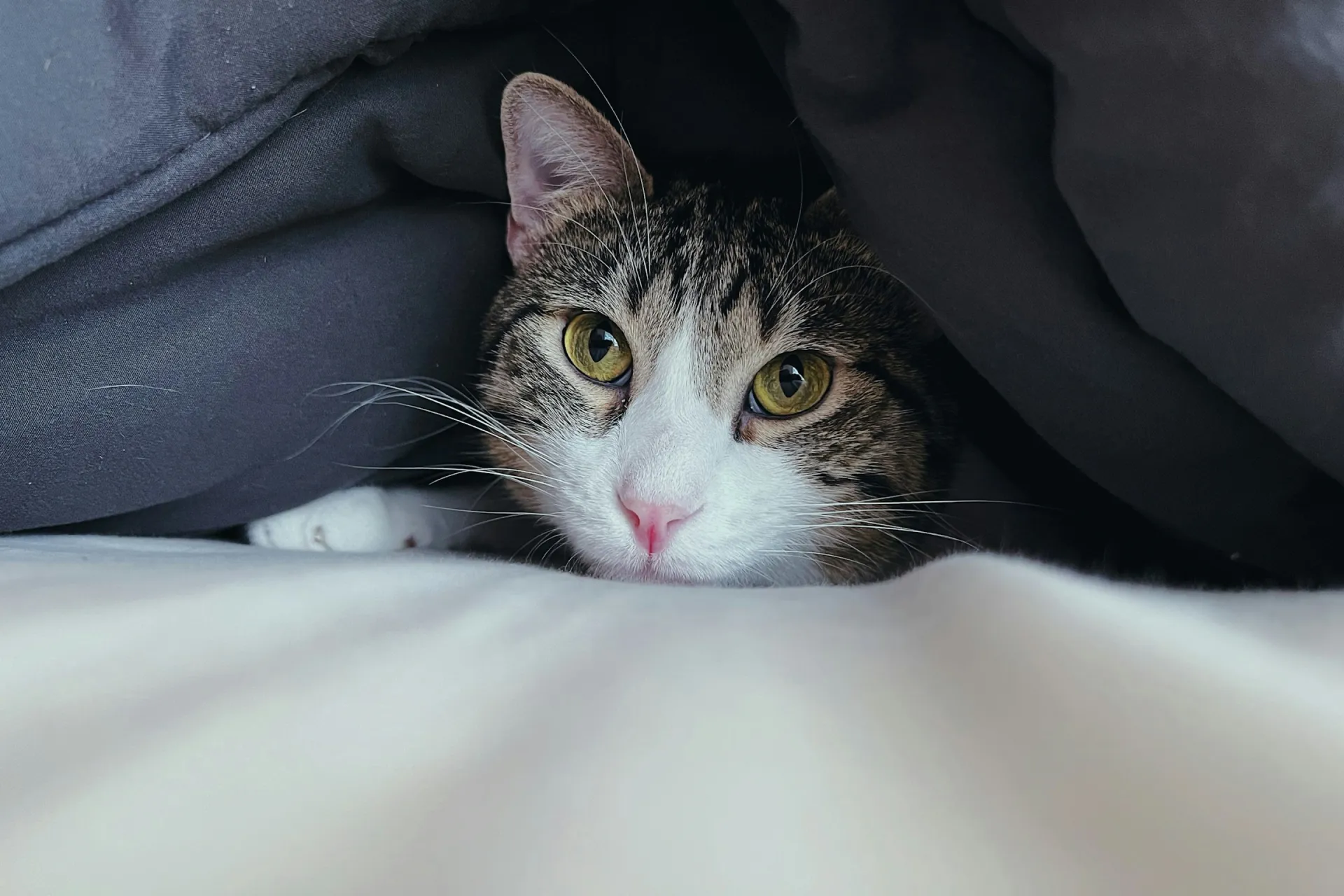 A cat lying on a bed under a blanket
