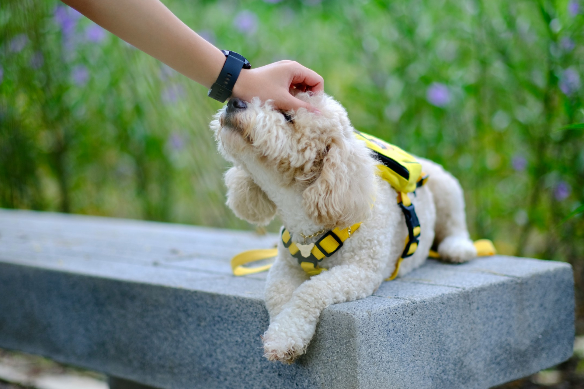 A white dog wearing a yellow harness being pet