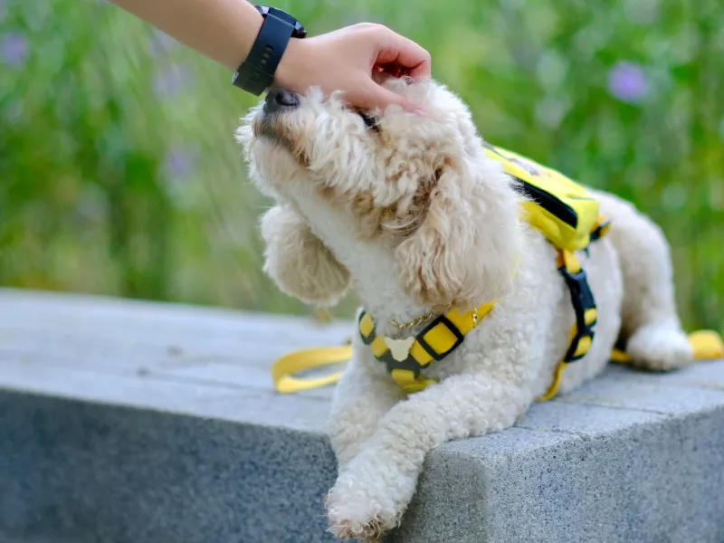 A white dog wearing a yellow harness being pet
